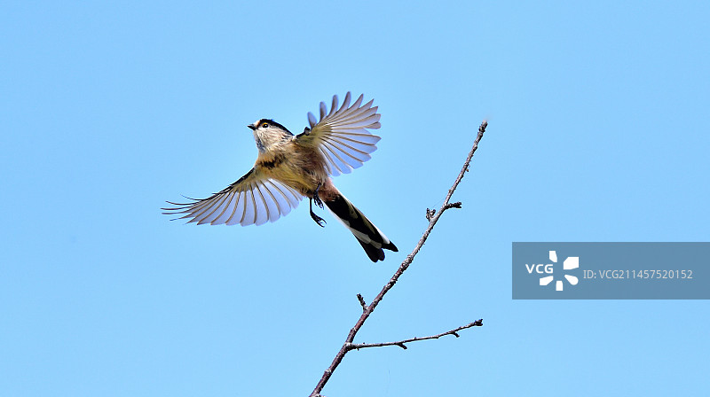 银喉长尾山雀，展翅飞翔。图片素材