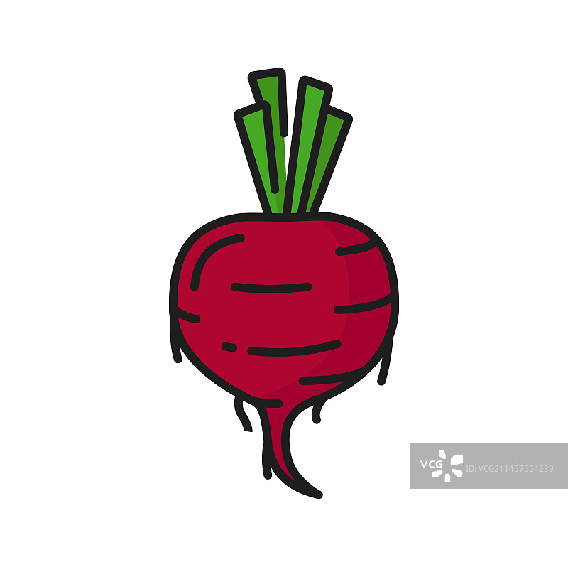 完整的新鲜甜菜根彩色线条图标图片素材