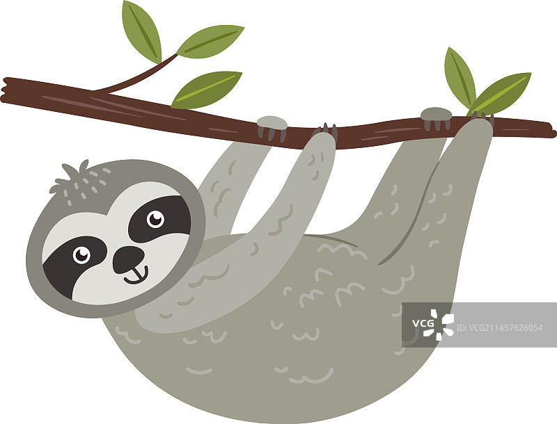 热带动物树懒悬挂在树枝上图片素材