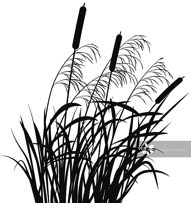 沼泽草剪影黑色芦苇池塘植物图片素材