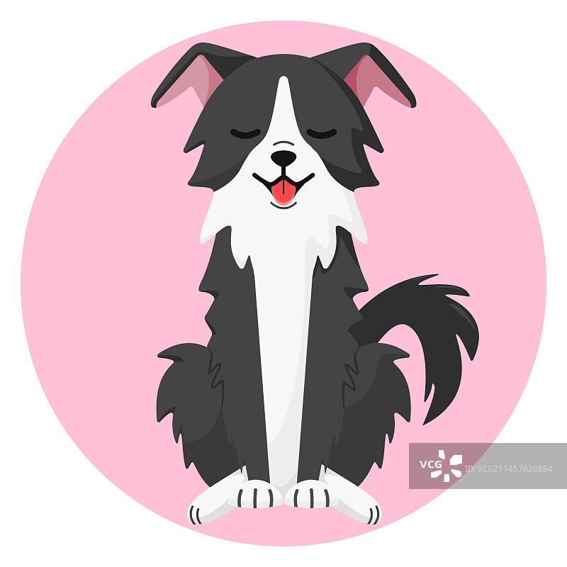 快乐的深灰色边境牧羊犬坐着图片素材