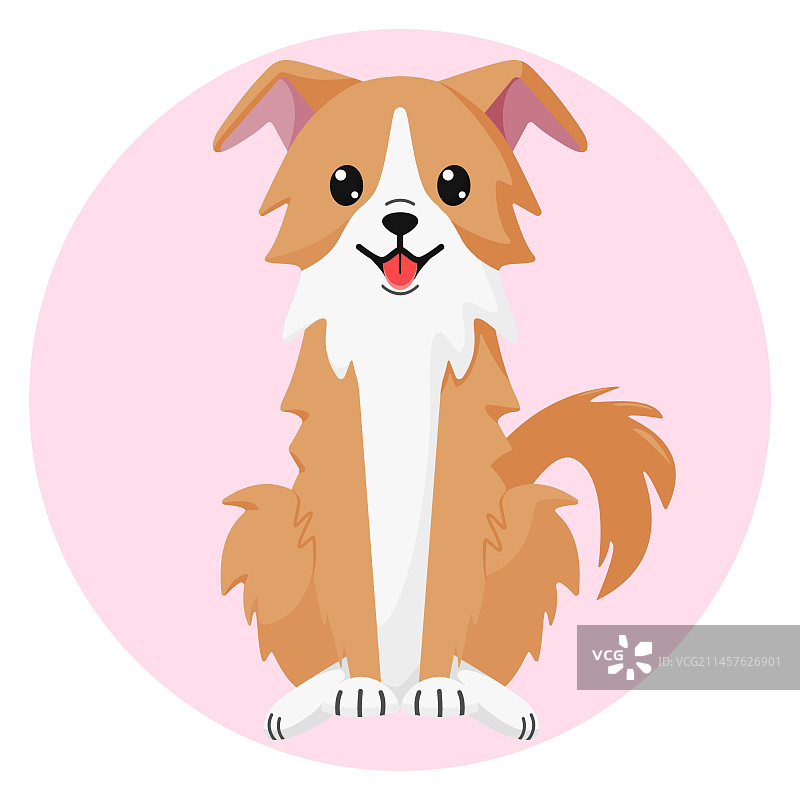 快乐的浅棕色边境牧羊犬坐着图片素材