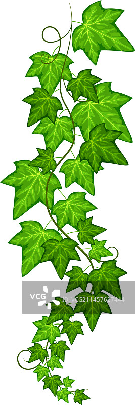 悬挂的常春藤绿叶图片素材