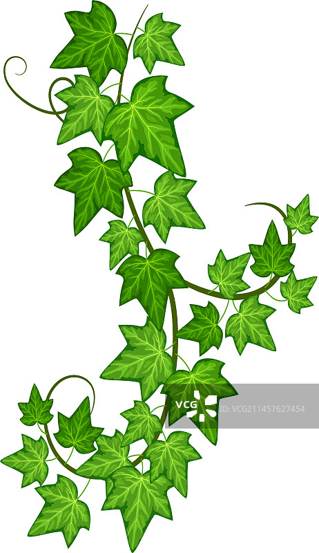 攀爬的蔓生植物枝条和绿色叶子图片素材
