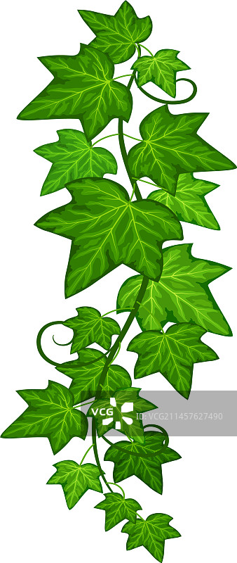悬挂的常春藤绿色树叶植物枝条图片素材