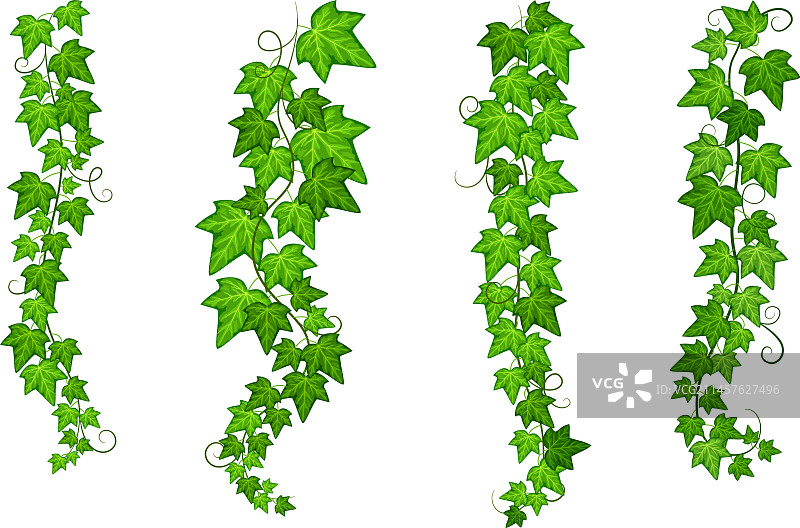 悬挂的攀缘植物分支绿色天然藤蔓套装图片素材