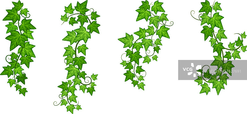 葡萄藤：绿叶常春藤图片素材