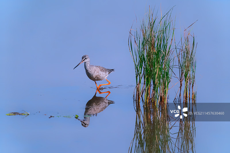 鹤鹬的秋天图片素材
