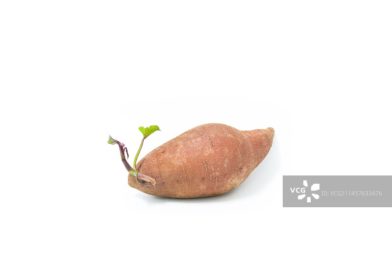 发芽的番薯图片素材