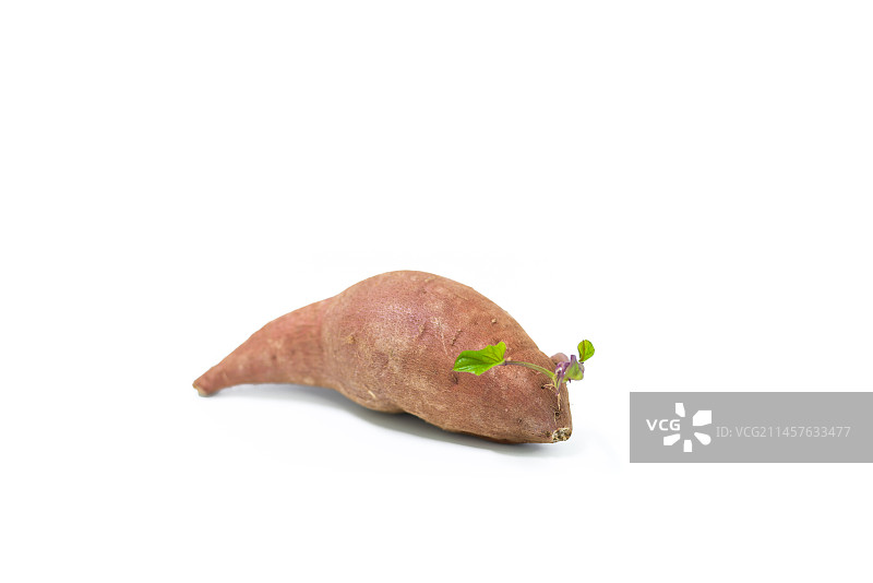 发芽的番薯图片素材