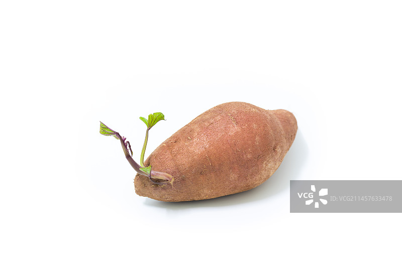 发芽的番薯图片素材