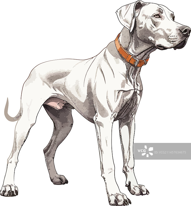 优雅的大丹犬图片素材