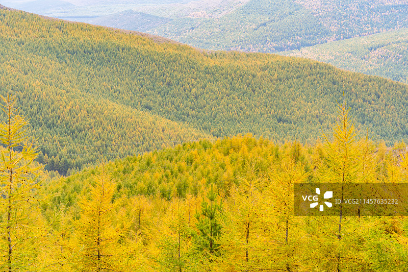 国庆赏红叶秋景，张北桦皮岭的秋季美景，群山色彩斑斓图片素材