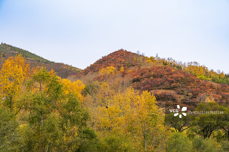 国庆赏红叶秋景，张北桦皮岭的秋季美景，群山色彩斑斓图片素材