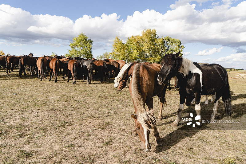 蒙古马图片素材