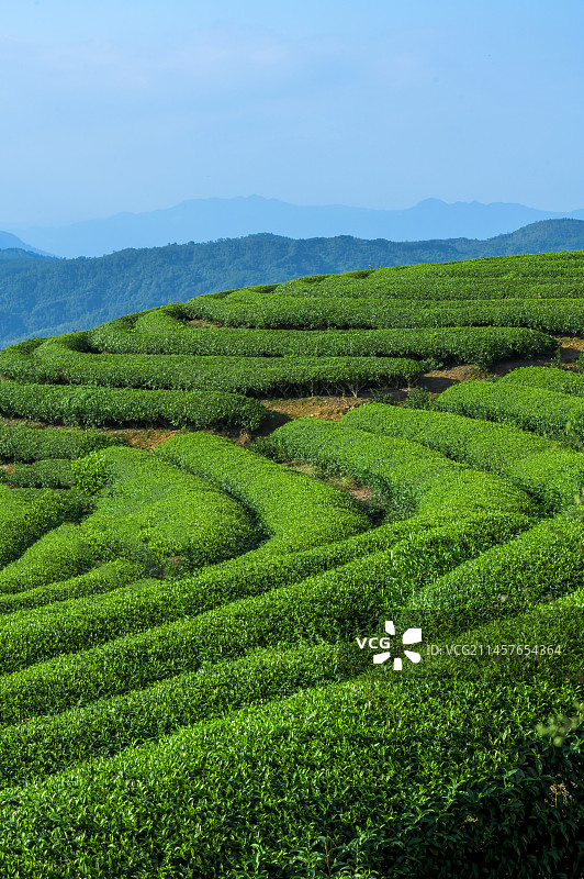 福建连江长龙镇茶园风光图片素材