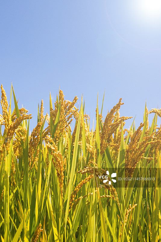 秋天稻田里丰收的水稻图片素材