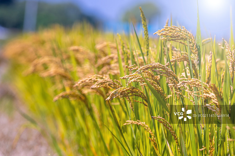 秋天稻田里丰收的水稻图片素材