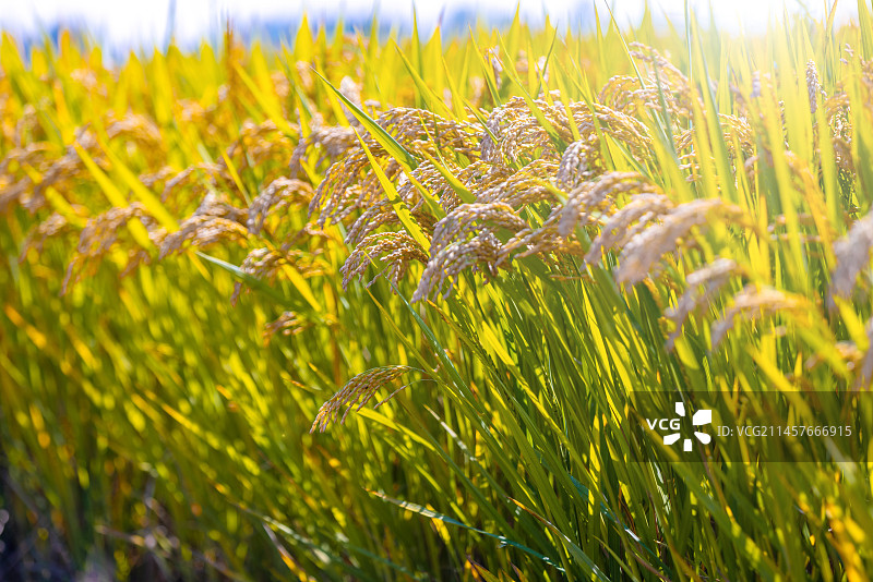 秋天稻田里丰收的水稻图片素材