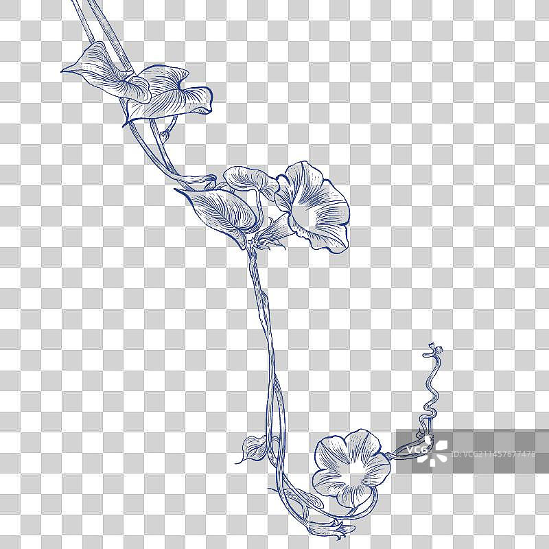 牵牛花线描插图图片素材