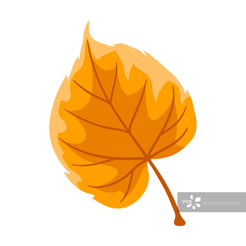 椴树叶装饰秋叶图片素材