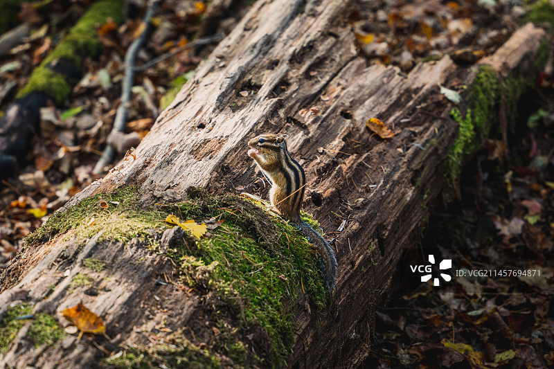 黑龙江伊春溪水国家森林公园的松鼠图片素材