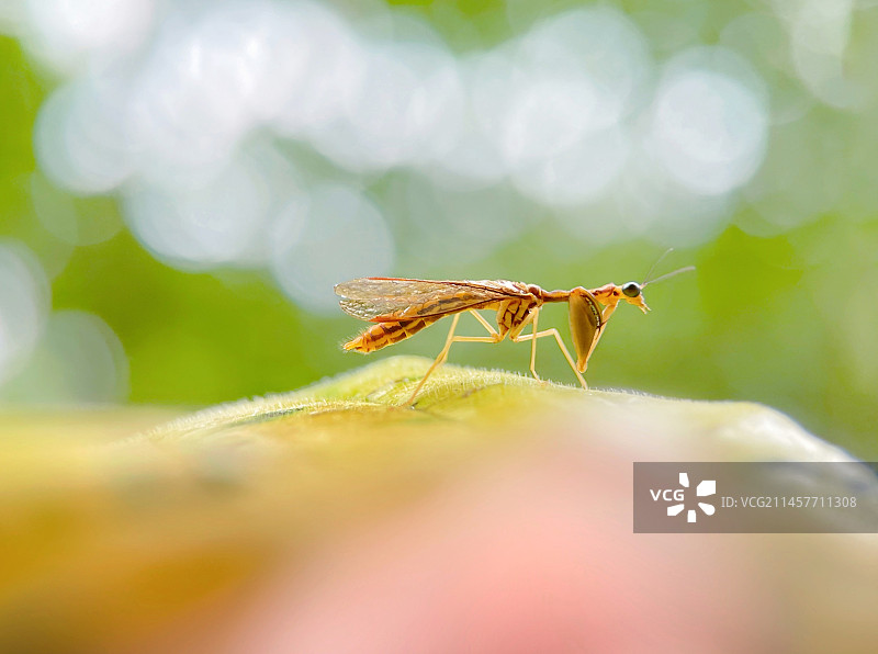 小公主（螳蛉·mantispid）图片素材