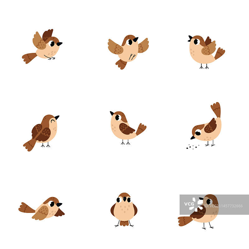 带羽毛和喙的棕色小麻雀图片素材