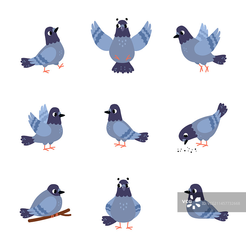 灰色鸽子，翅膀和喙的特写图片素材