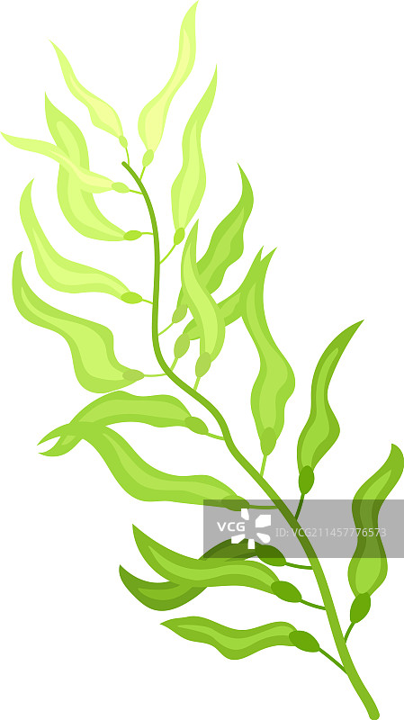 绿色藻类卡通水生植物图标图片素材