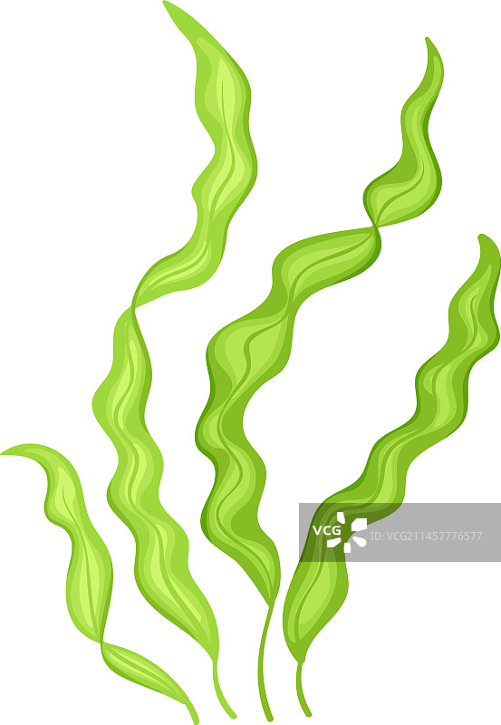海带卡通图标绿色水生植物图片素材