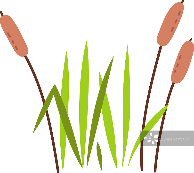 沼泽湿地生长的芦苇植物图片素材