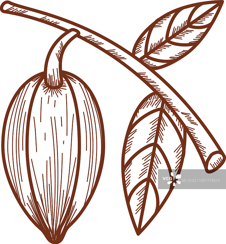 可可树和叶子图标图片素材