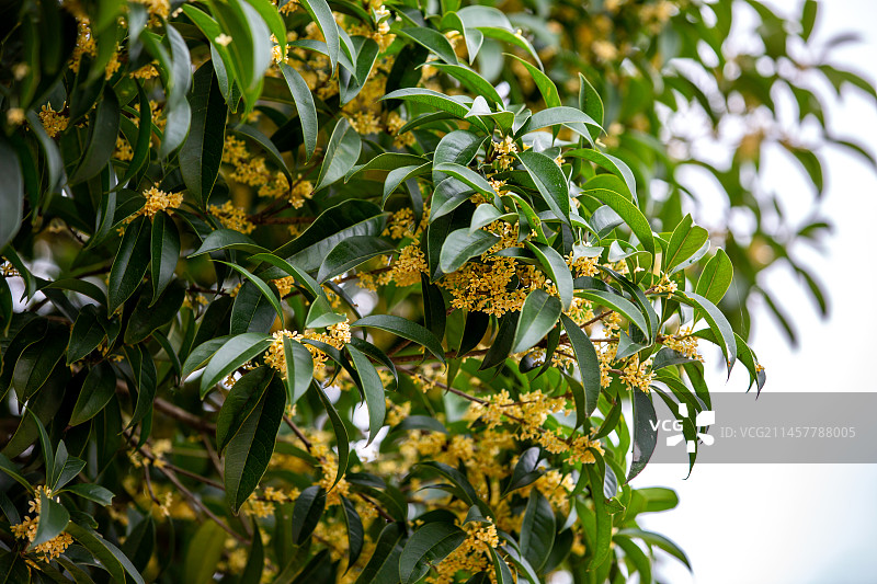 无锡市蠡湖中央公园桂花十月盛开风光图片素材