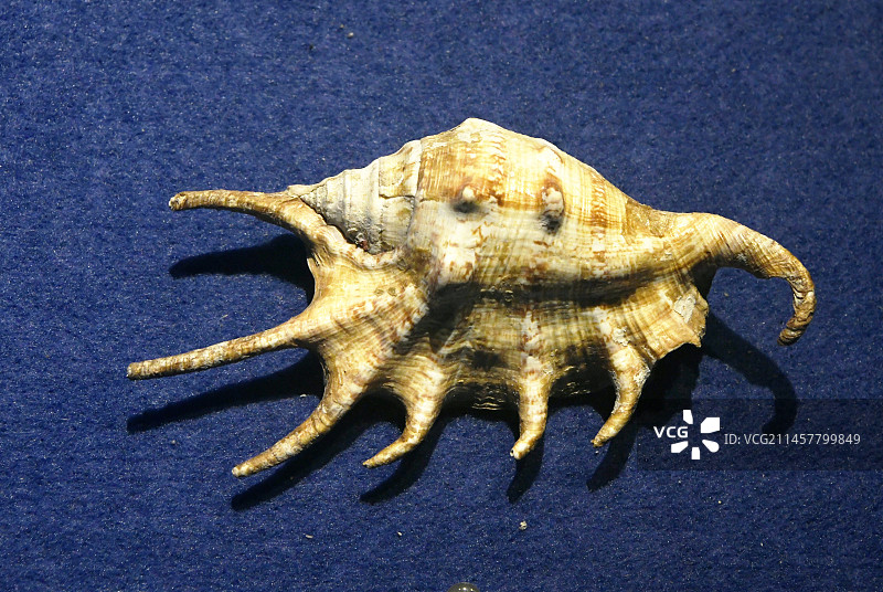 山东博物馆“三千玲珑——中国海洋贝类展”贝类标本图片素材