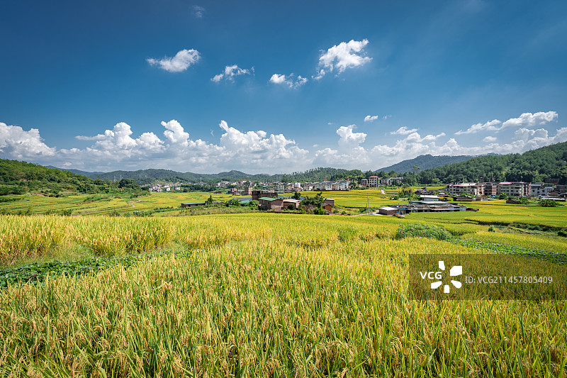 蓝天白云下山区梯田金灿灿成熟的稻谷图片素材