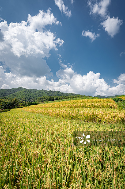 蓝天白云下山区梯田金灿灿成熟的稻谷图片素材