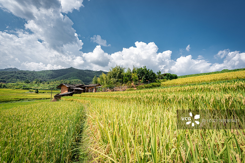 蓝天白云下山区梯田金灿灿成熟的稻谷图片素材