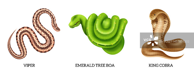 逼真的爬行动物蛇类图标合集图片素材