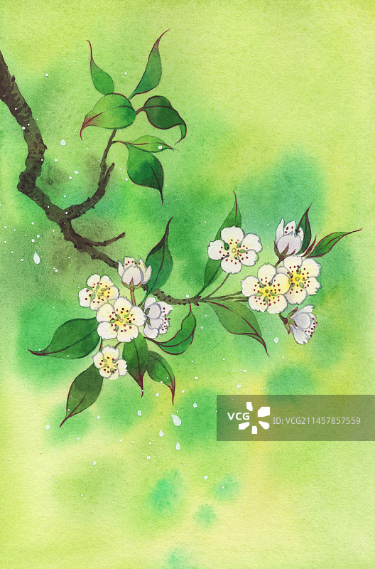 一枝梨花香图片素材