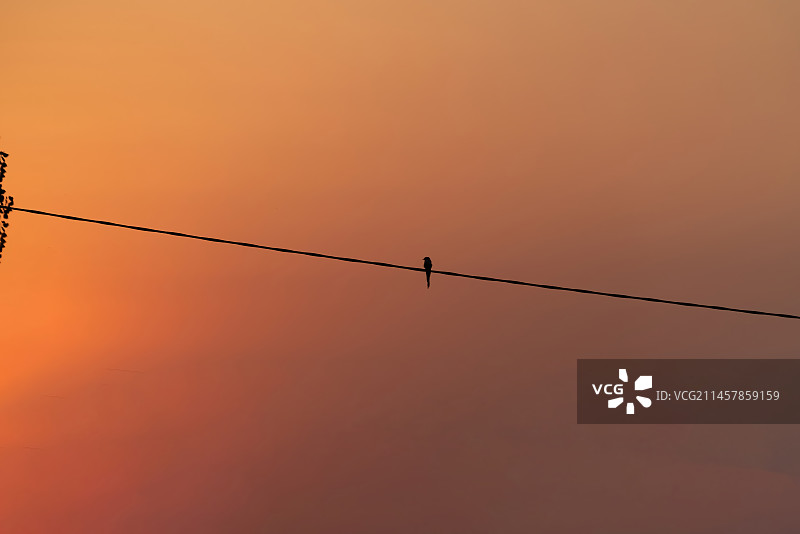 清晨，栖息在电线上的鸟图片素材