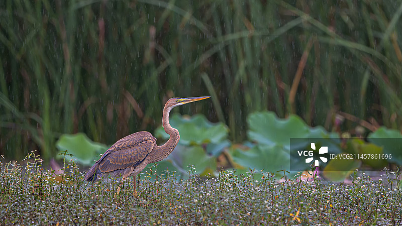 绵绵细雨中的草鹭图片素材