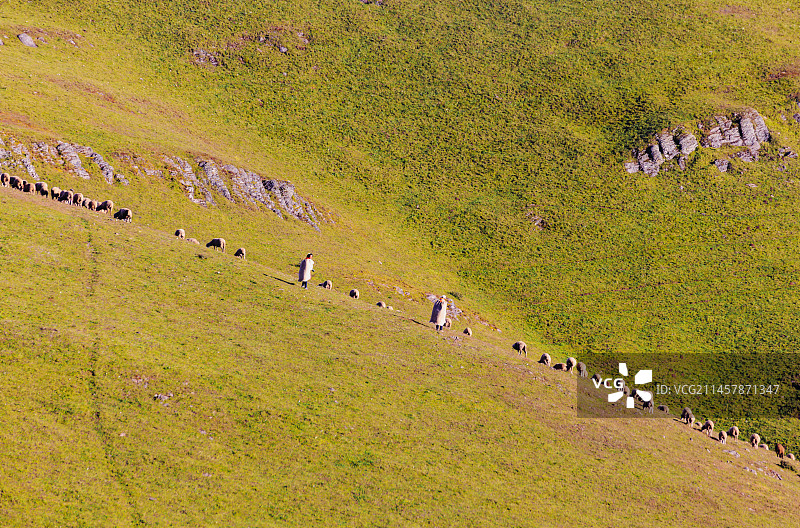 云南 会泽 大海草山 牧羊图片素材
