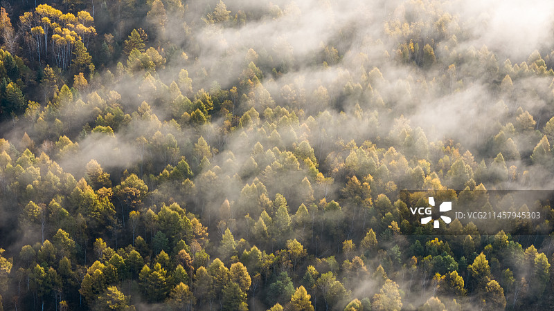 小兴安岭秋日晨雾图片素材