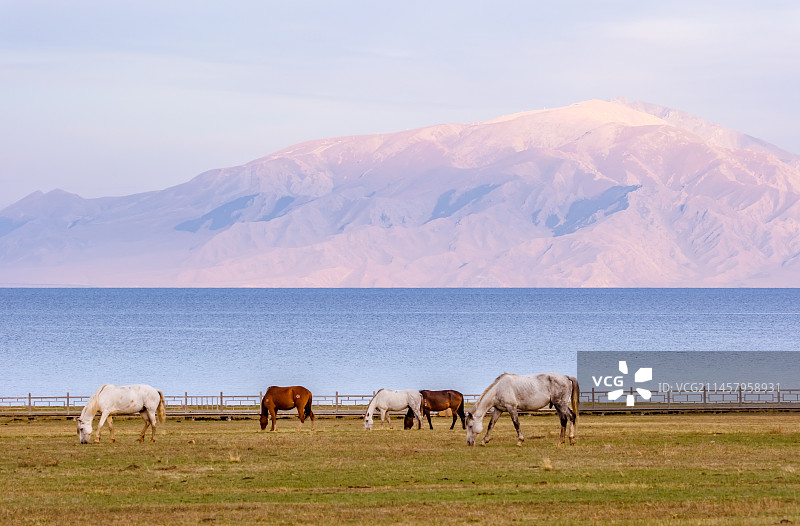 草原上的马图片素材