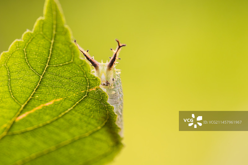 幼虫图片素材