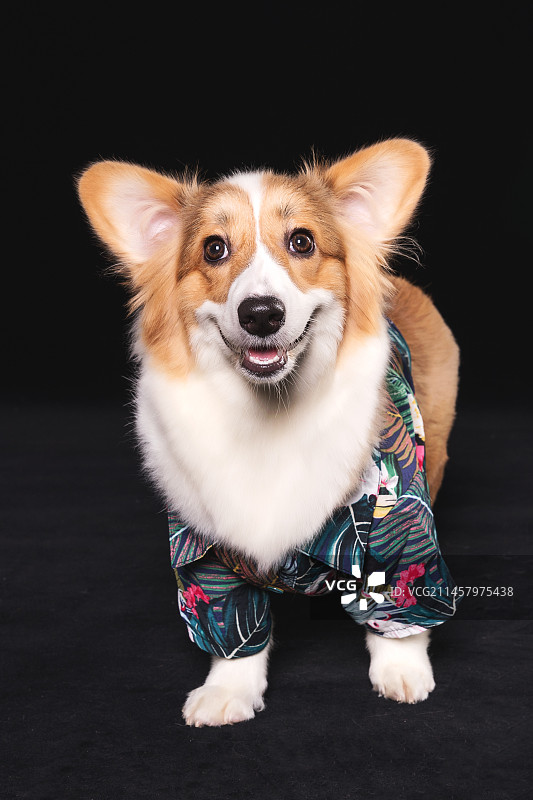 宠物狗狗图片素材