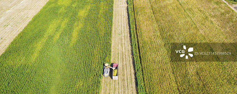 内蒙古呼和浩特市秋天里收割机收割用于青贮的玉米作业航拍图片素材