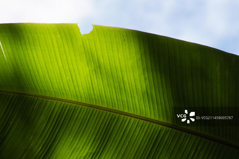 芭蕉叶图片素材
