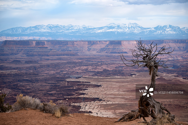 美国峡谷地国家公园的枯树.图片素材